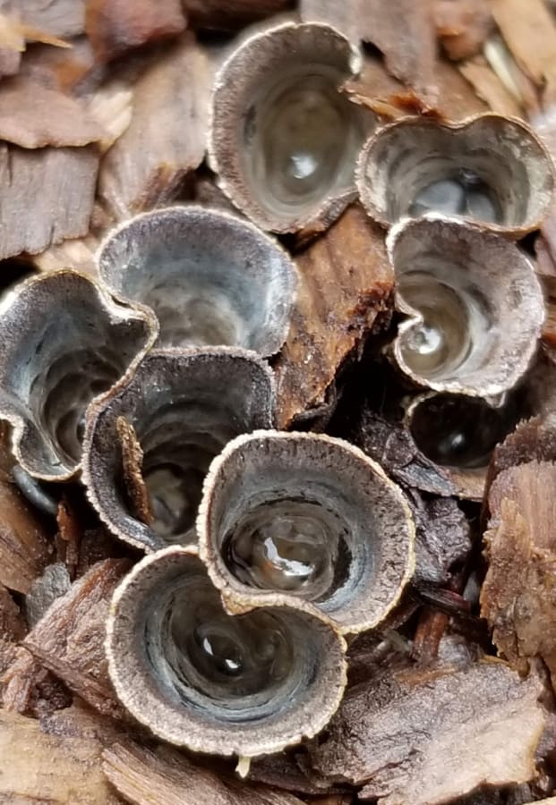Dung-loving Bird's Nest Fungus