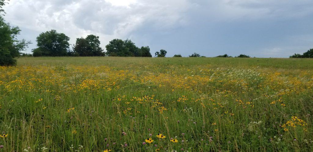 natives at Prairie Lake by Holton, KS