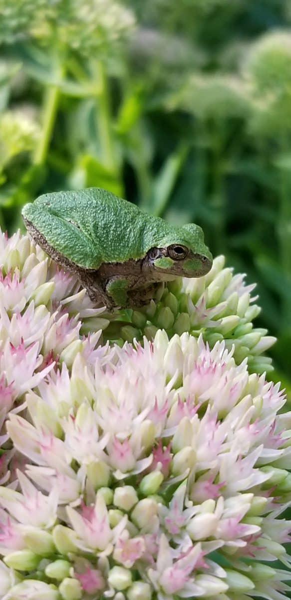 amphibian in a garden
