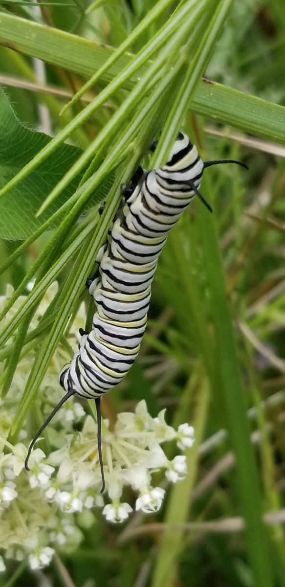  monarch caterpillar eating on milkweed