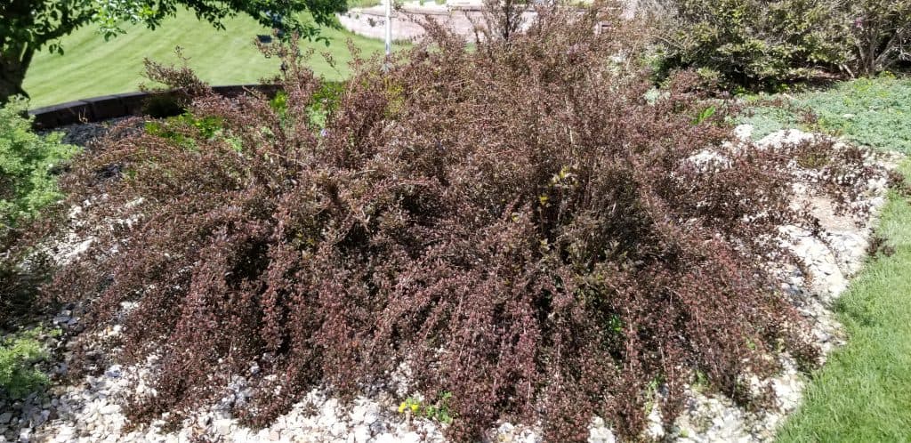 ninebark 'Little Devil'