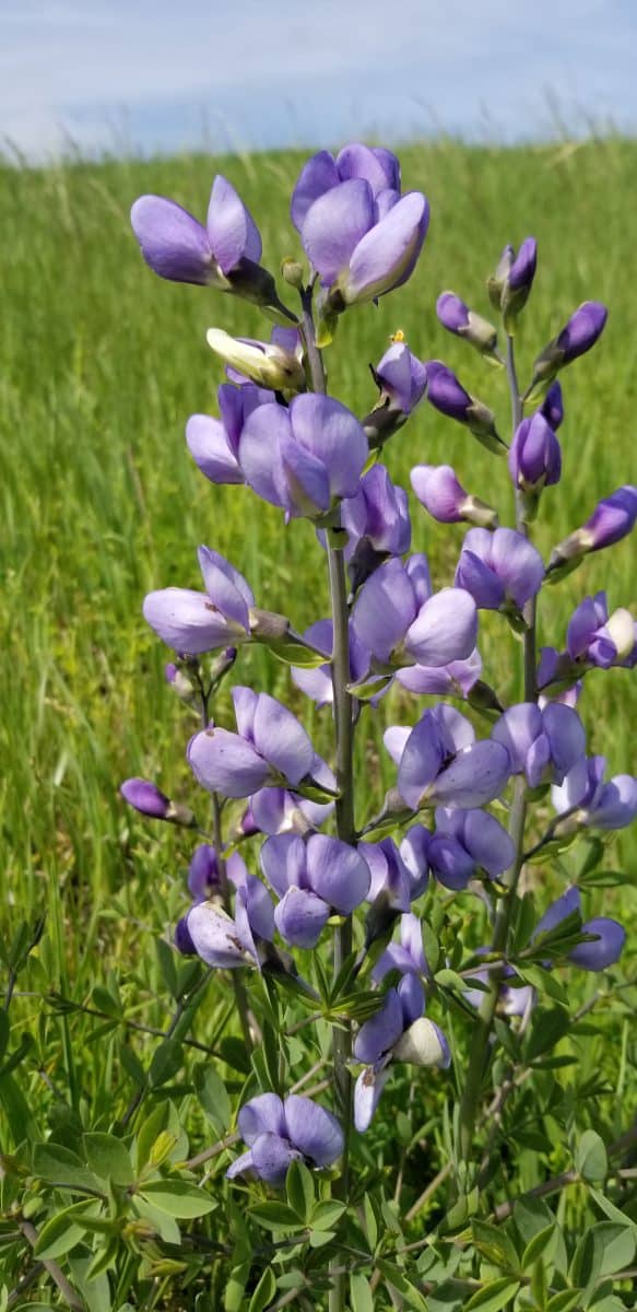 baptisia australis