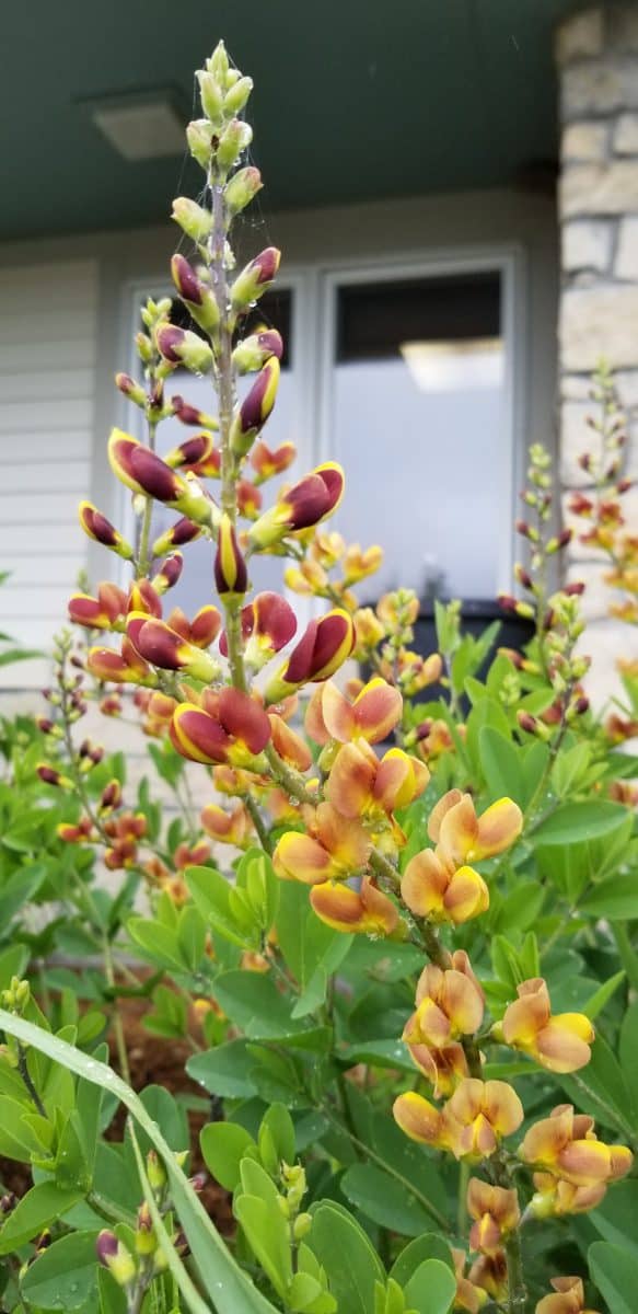 Baptisia 'Cherries Jubilee'