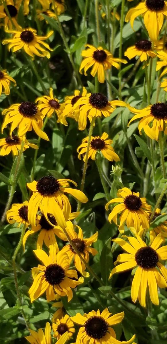 Rudbeckia 'American Gold Rush'