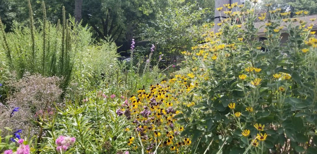 a diverse garden with natives