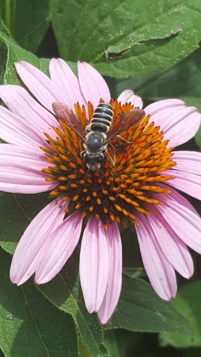 a pugnacious leafcutter bee on echinacea