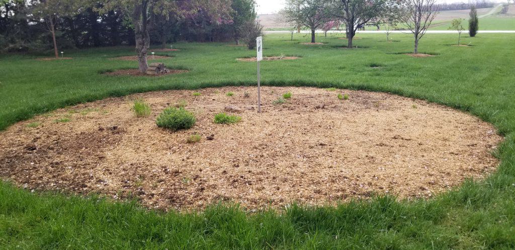 Monarch waystation spring