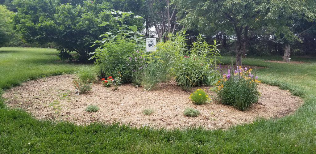 Monarch Waystation early summer
