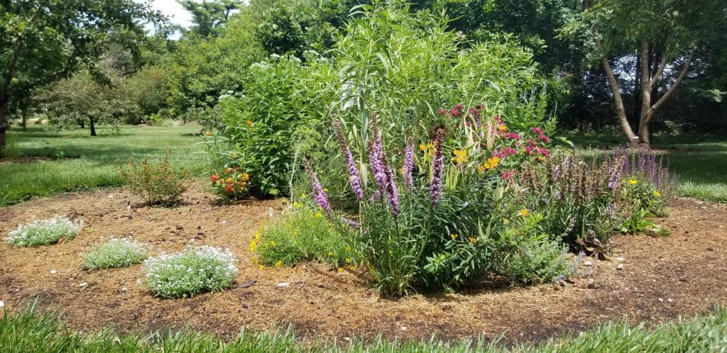 Monarch Waystation mid summer