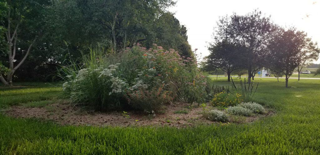 Monarch Waystation late summer