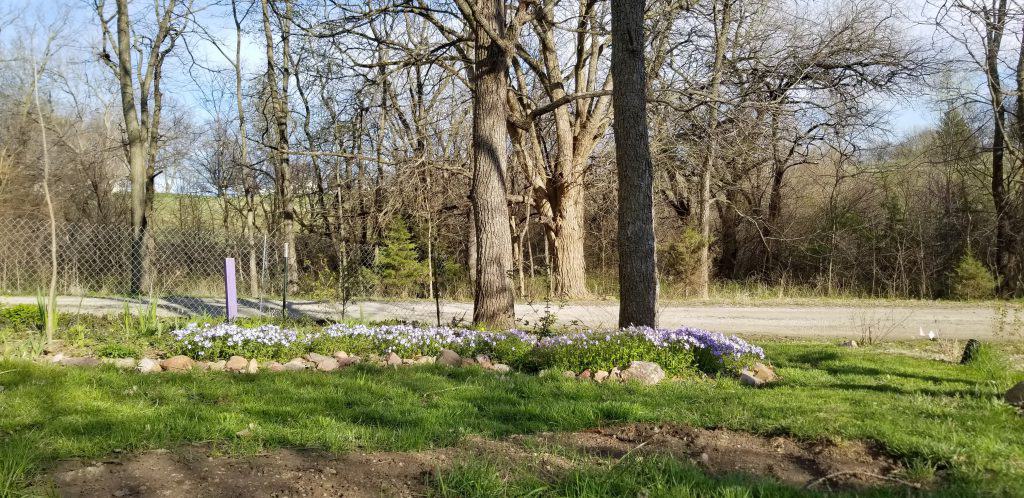 native shade border garden