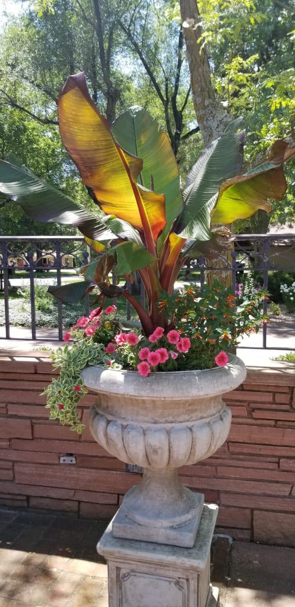 Annuals planted in a summer container