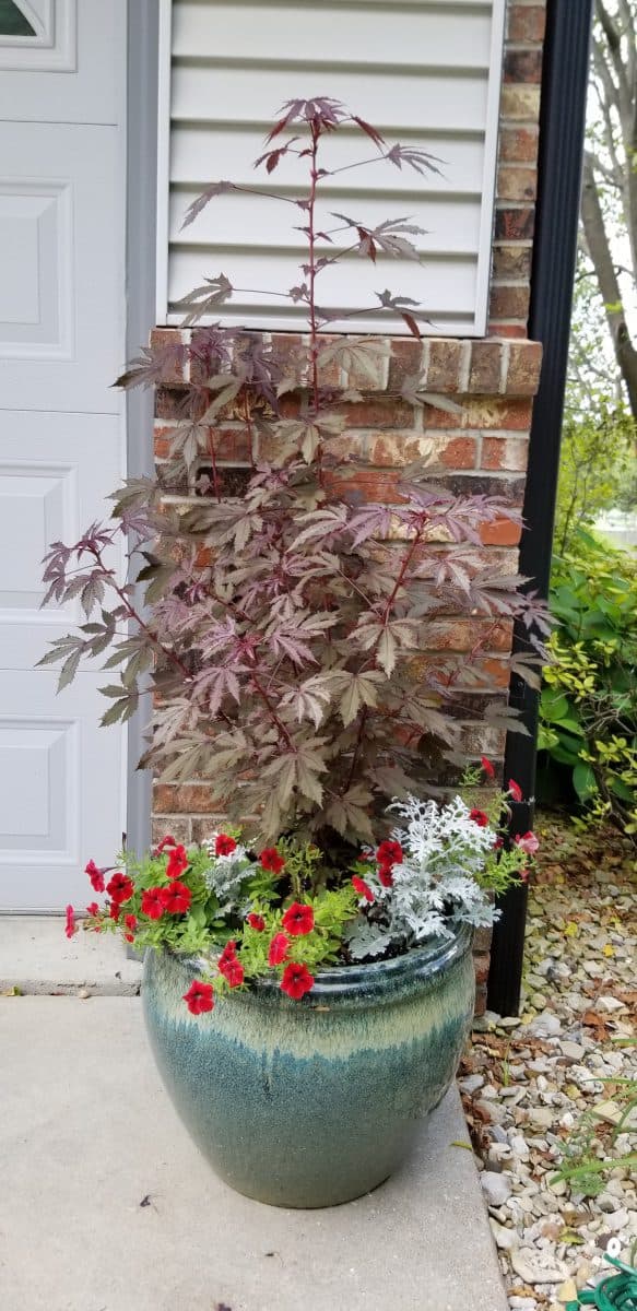 Container of annuals