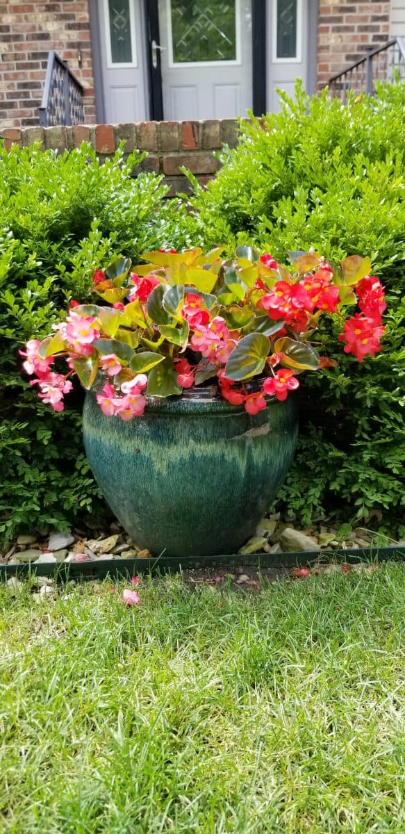 begonias are great annuals