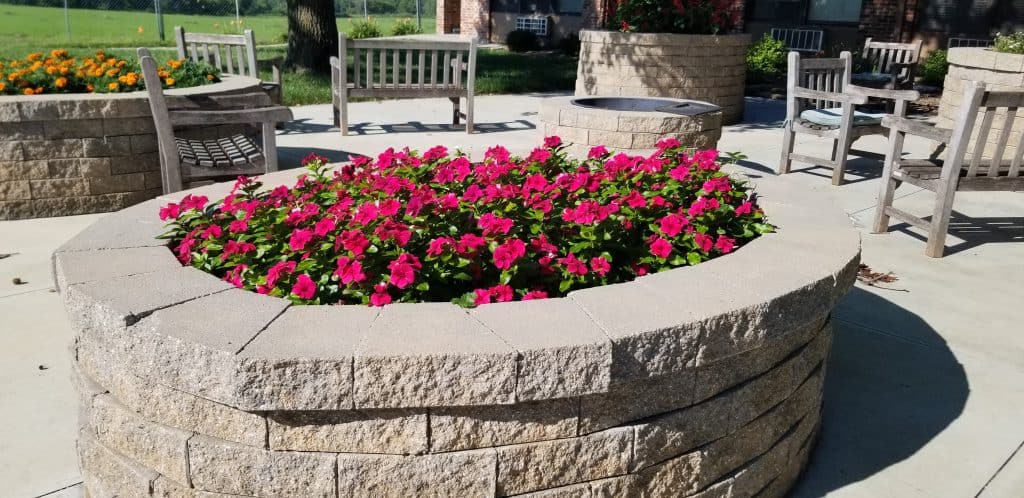 annuals in raised beds