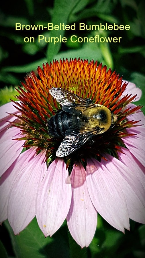 Purple coneflower with bumblebee