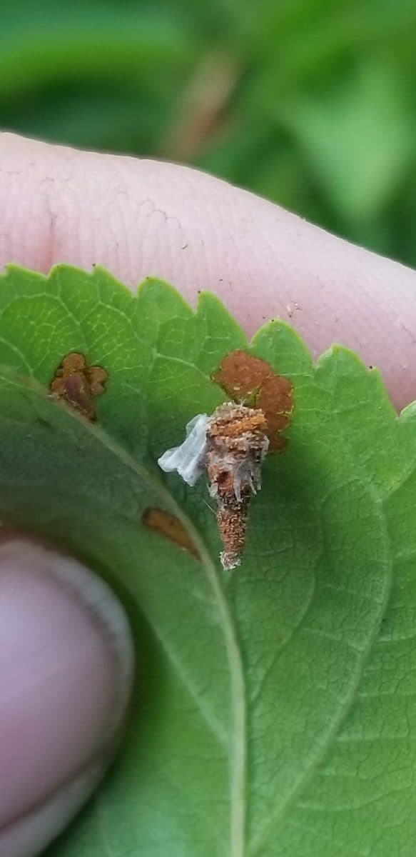 a young bagworm moth caterpillar