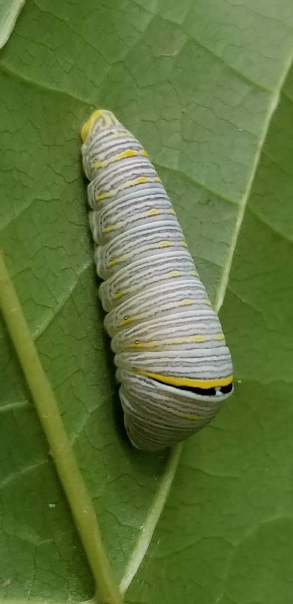 zebra swallowtail butterfly caterpillar