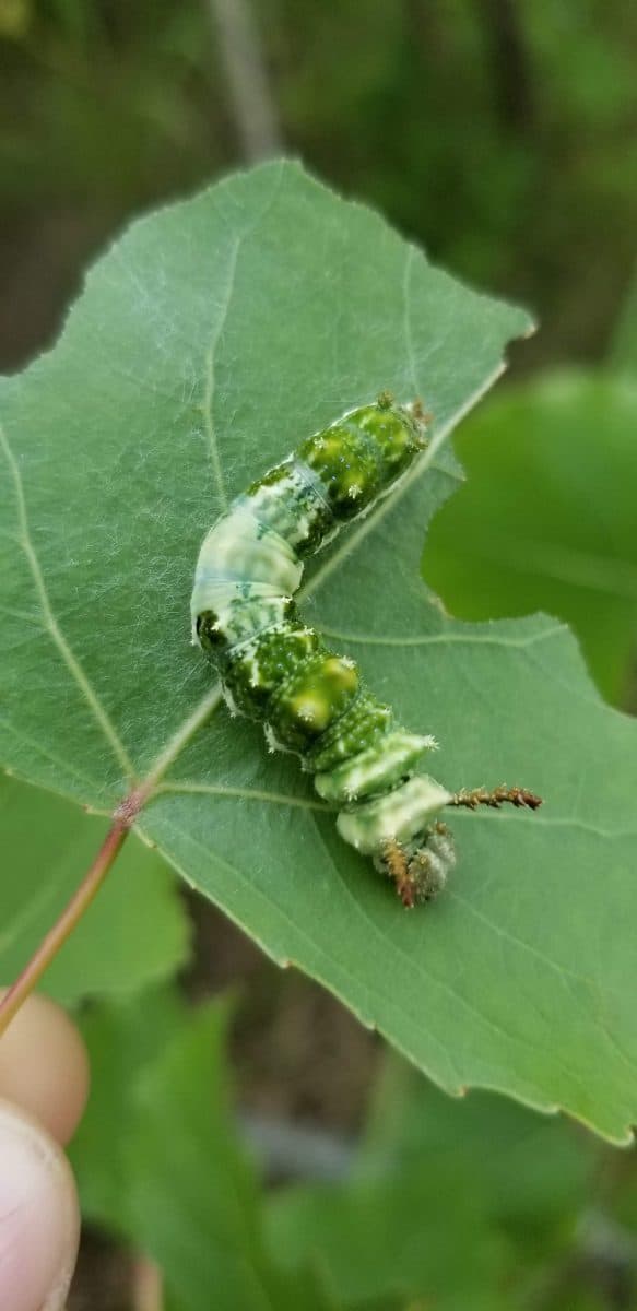 viceroy butterfly caterpillar on cottonwood