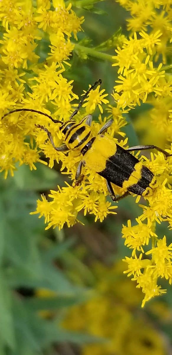 Amorpha borer on goldenrod
