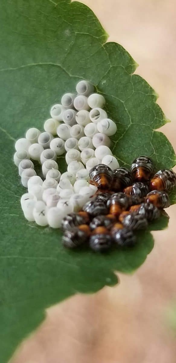 stink bug egg mass and hatchlings