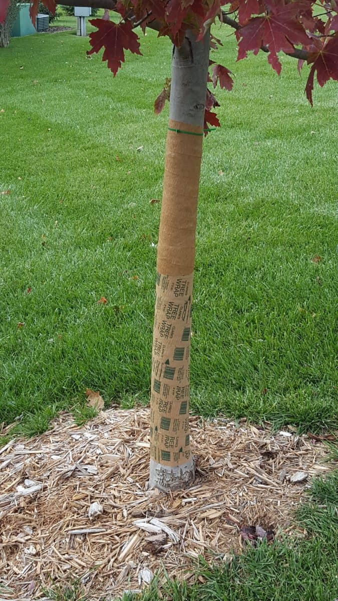tree wrap on a maple