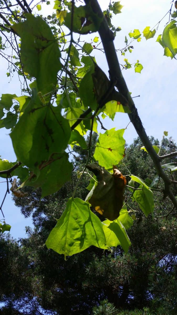 Anthracnose on sycamore