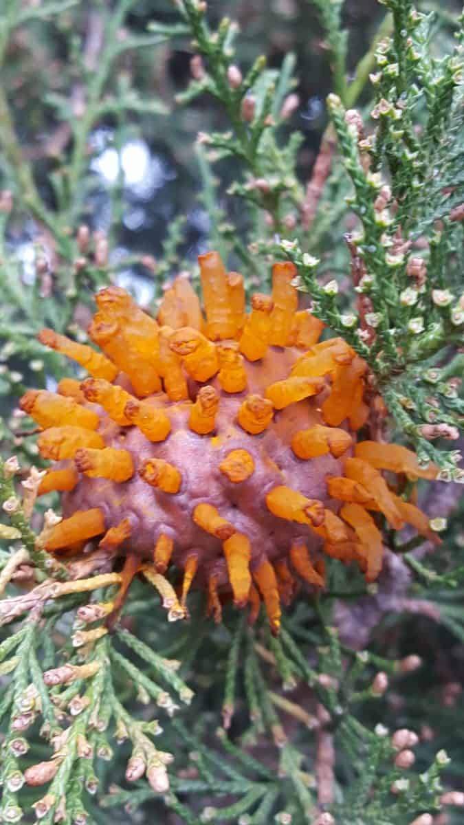 fruiting body of cedar hawthorn rust