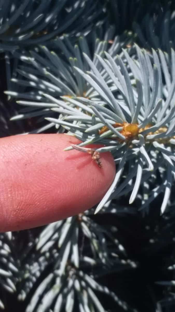 newly hatched bagworm