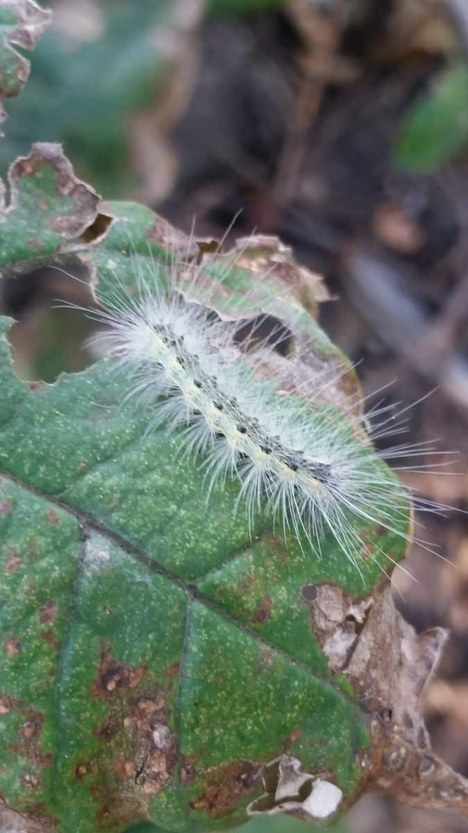 Fall webworm caterpillar
