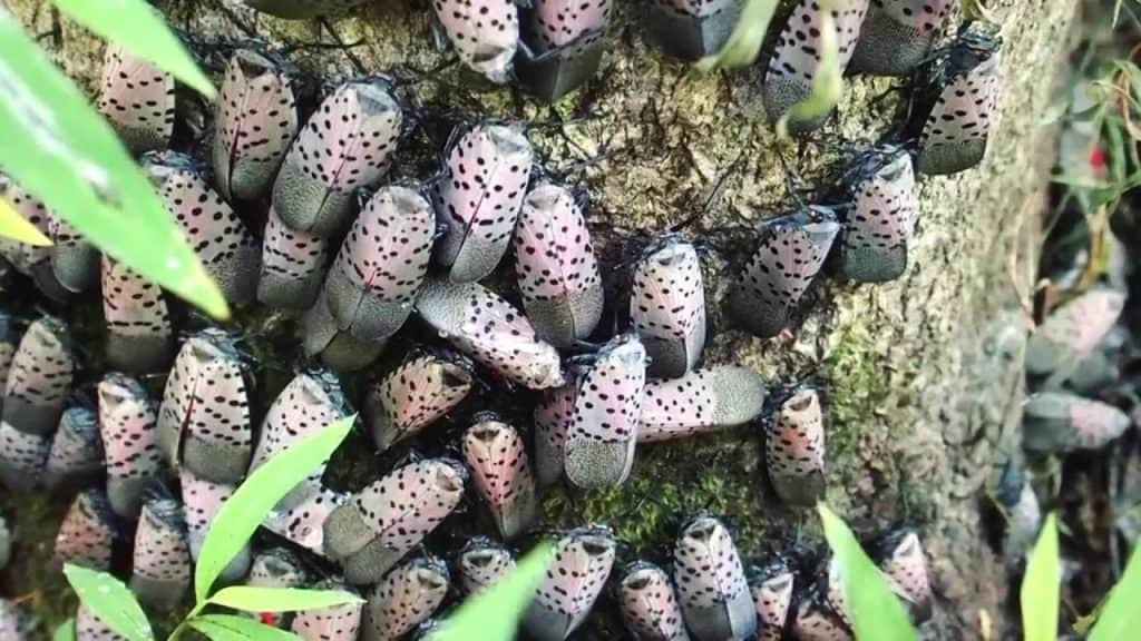 spotted lanternfly