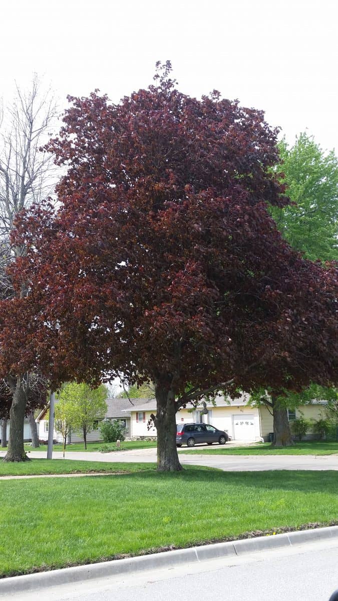 Crimson King Maple