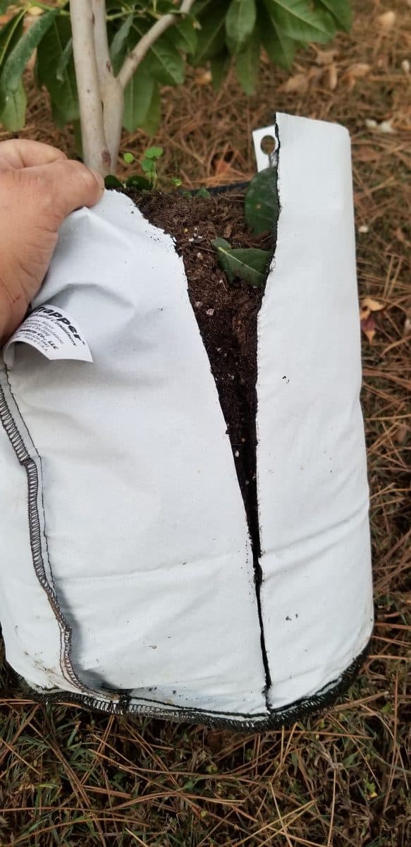 Remove the bag before planting