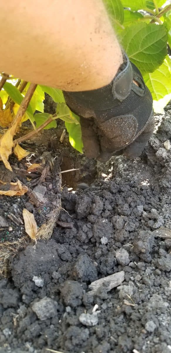 Crumble the soil into the hole