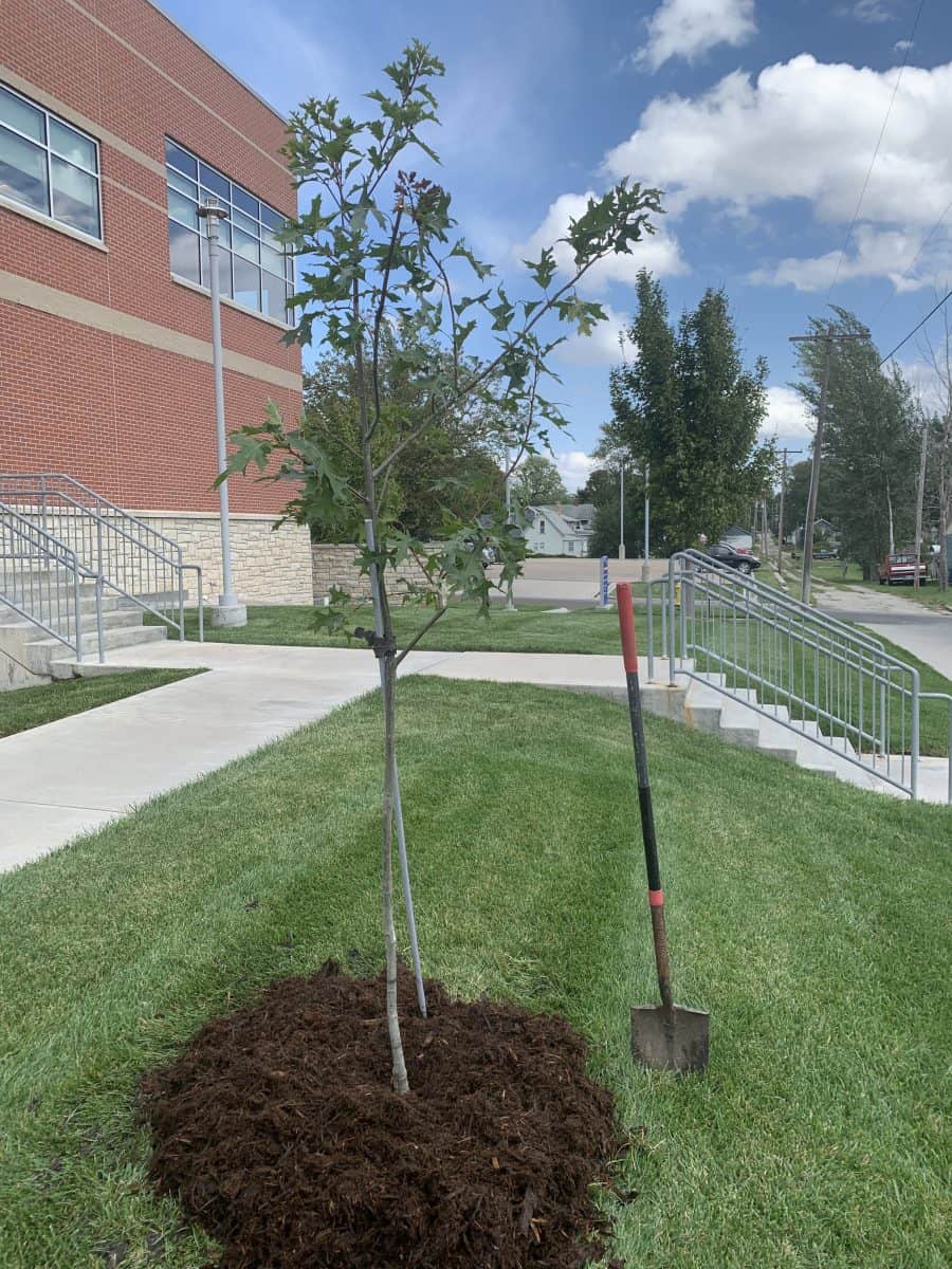 A newly planted tree