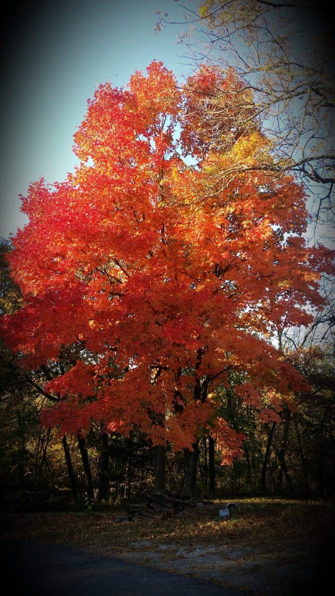 sugar maple in autumn