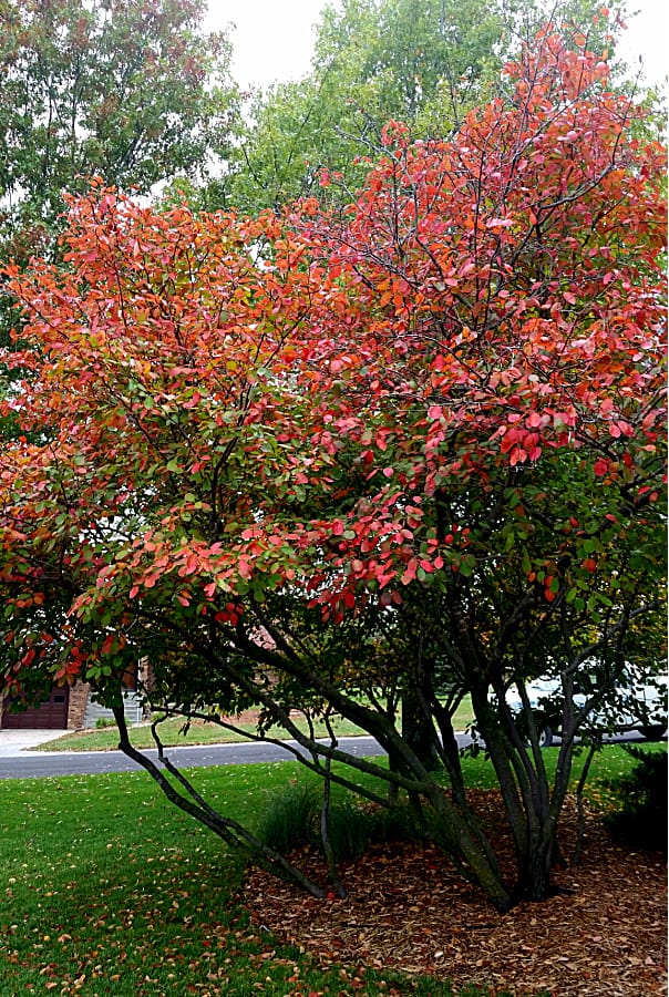 serviceberry in autumn