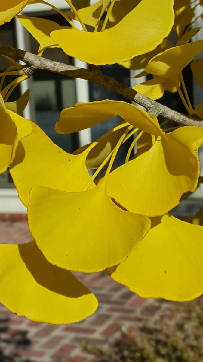 ginkgo fall color