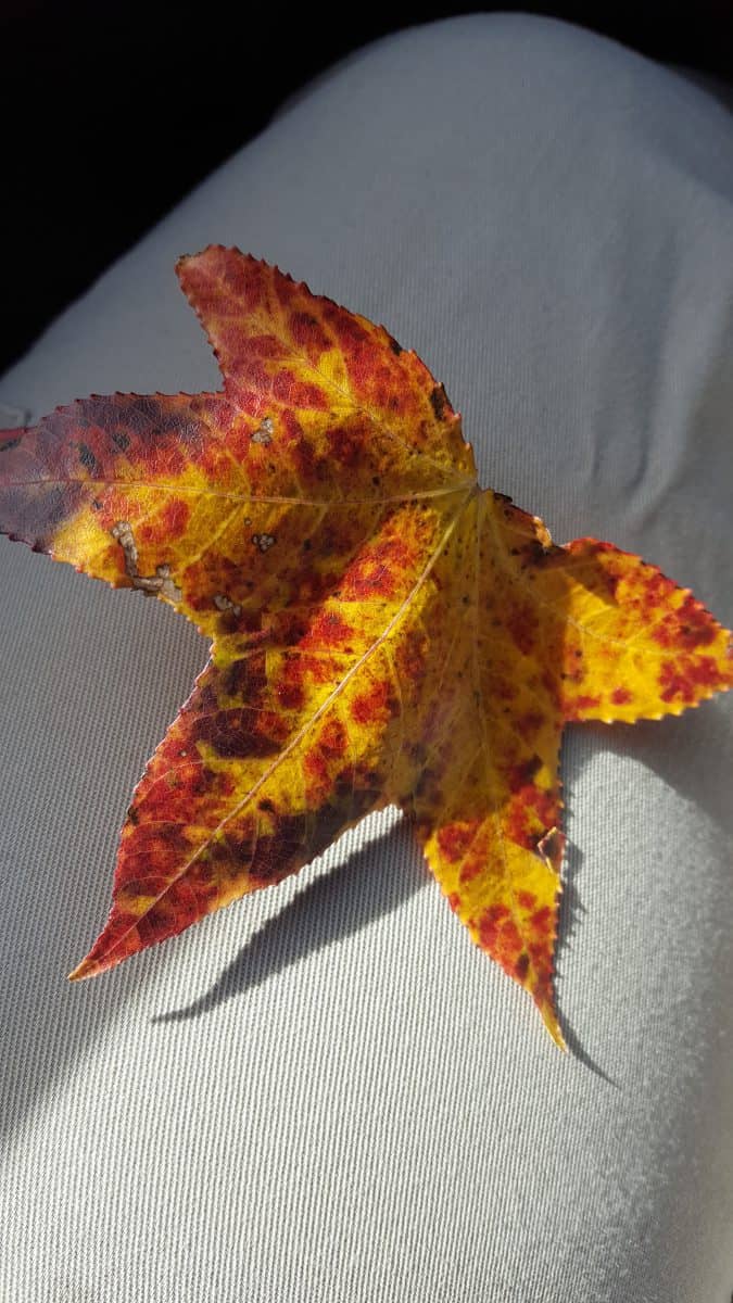 sweetgum leaf