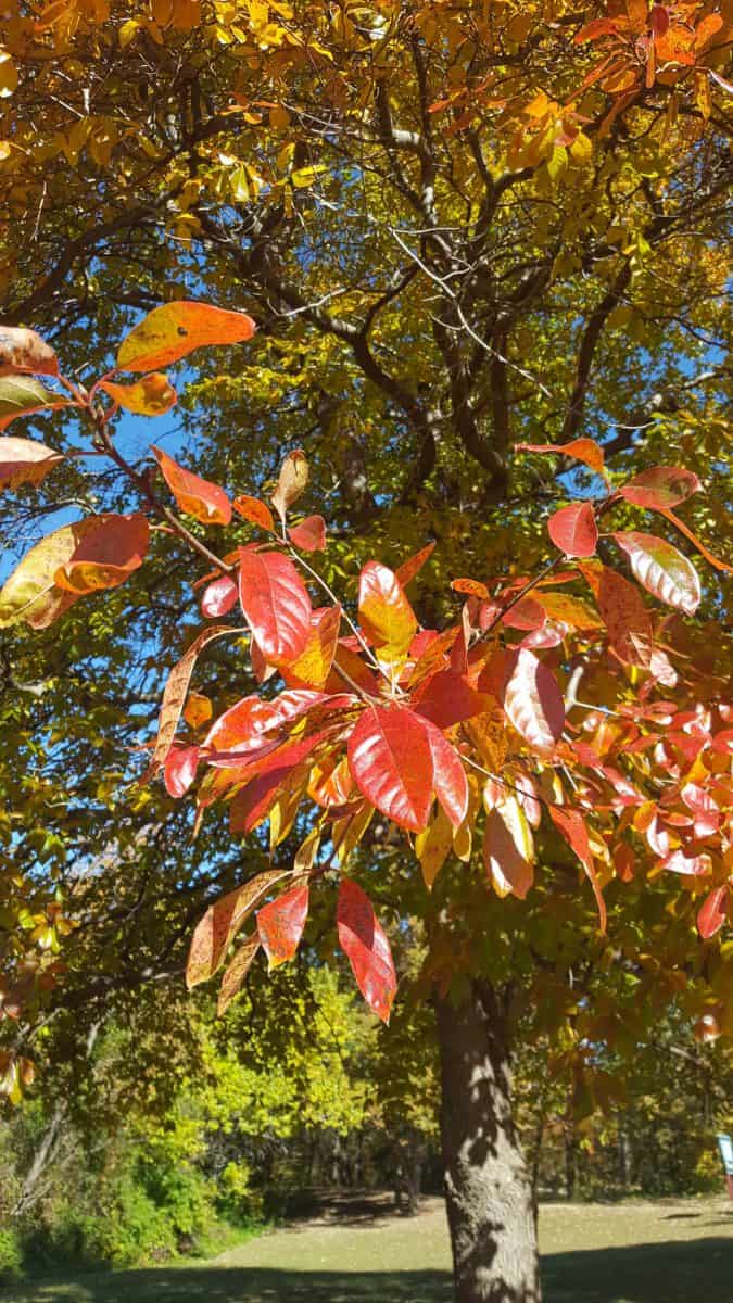 black tupelo tree in autumn