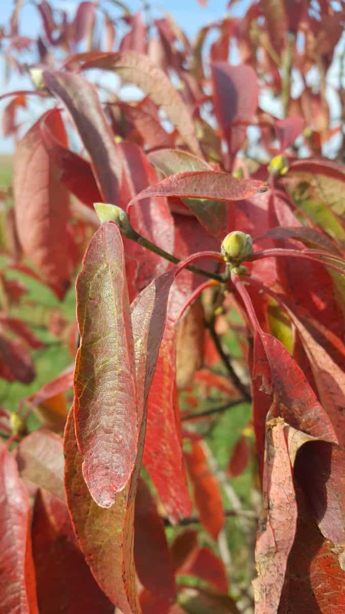 sassafras fall color