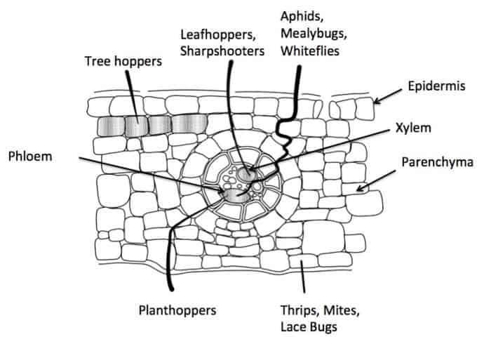 plant damage by insects