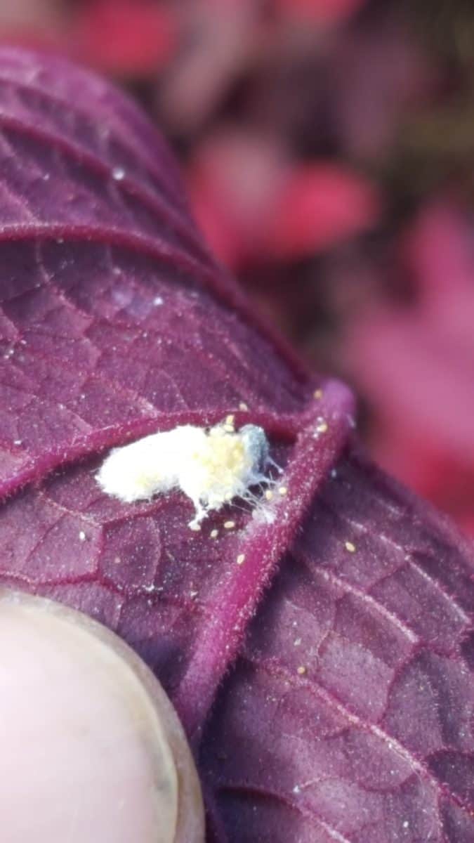Mealybug on ninebark leaf