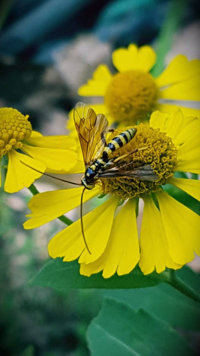 Parasitoid wasp on helenium