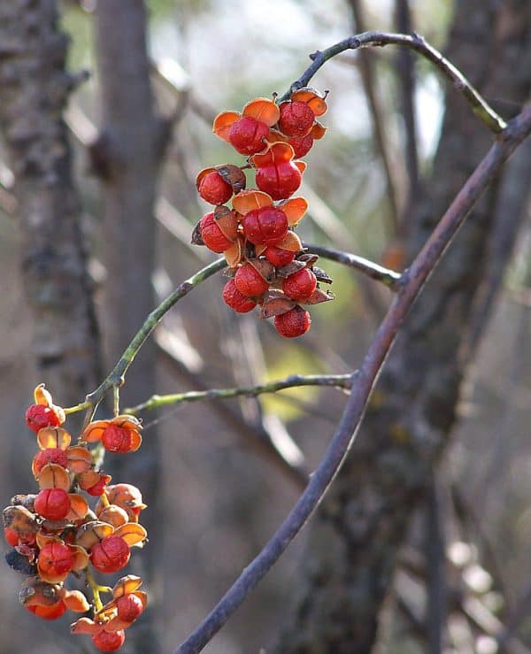 American bittersweet berries