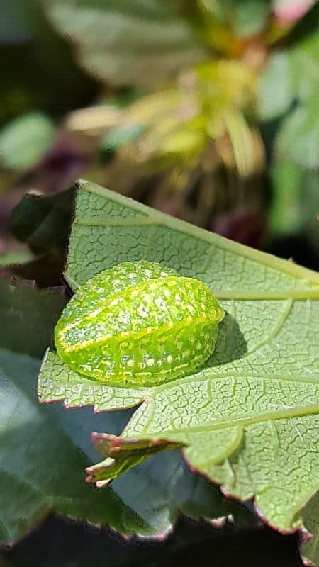 slug moth caterpillar