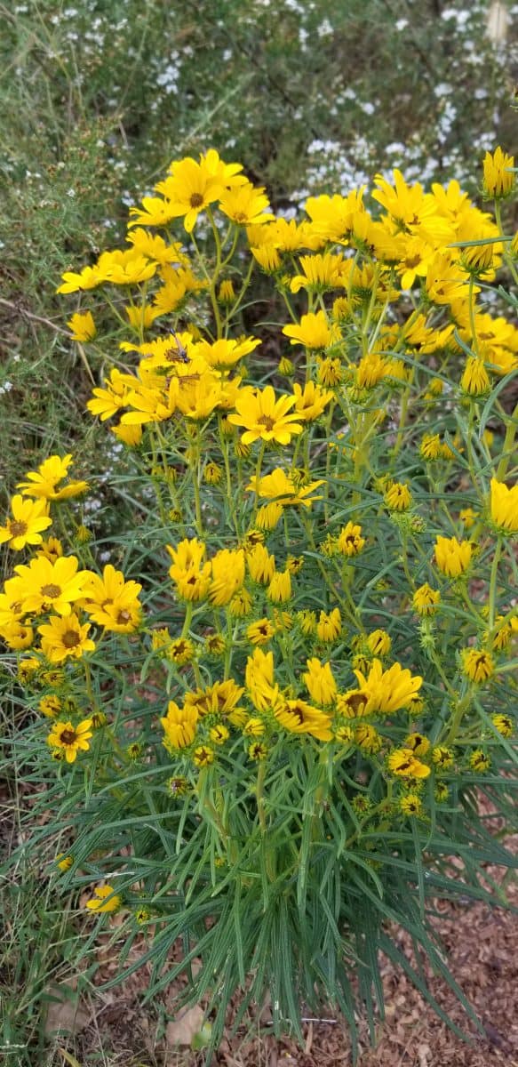 willowleaf sunflower 'First Light'