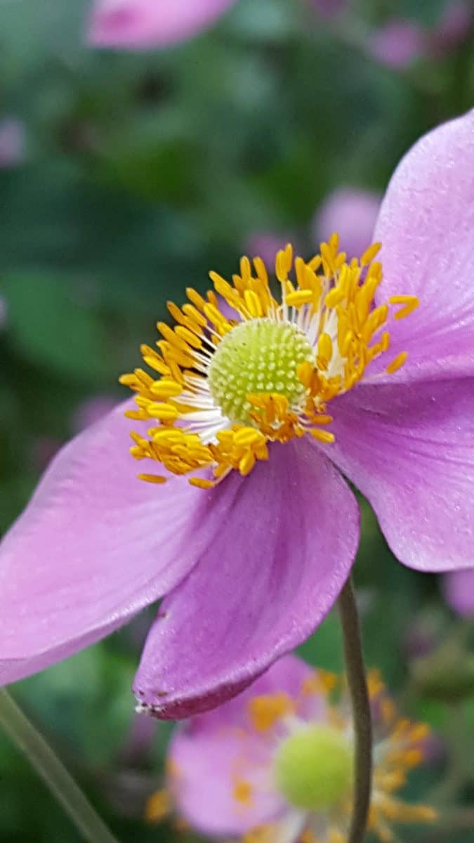 Japanese anemone