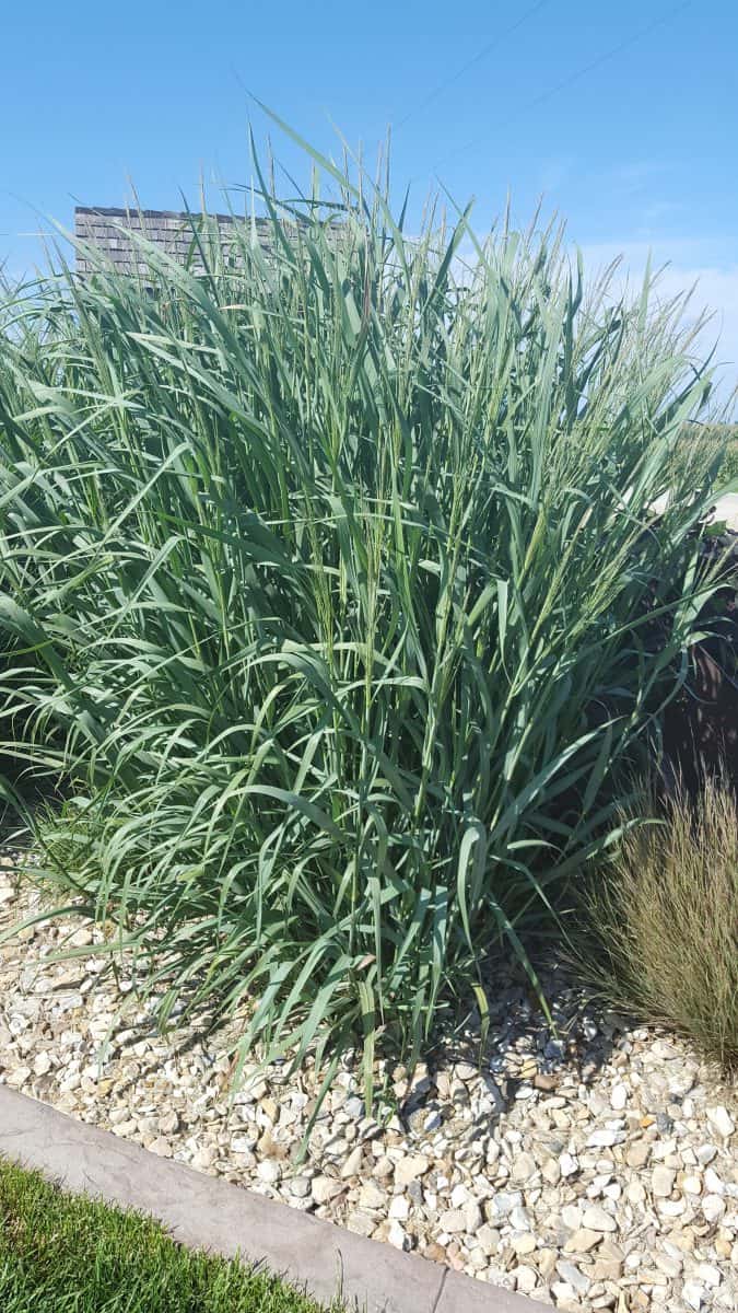 switchgrass 'Dallas Blues'
