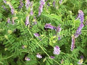 hairy vetch